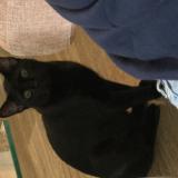 Photo de chat perdu à Garland