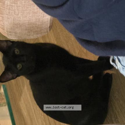 Photo 1/1 Binx Chat perdu à Garland