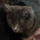 Photo de chat perdu à Bas En Basset