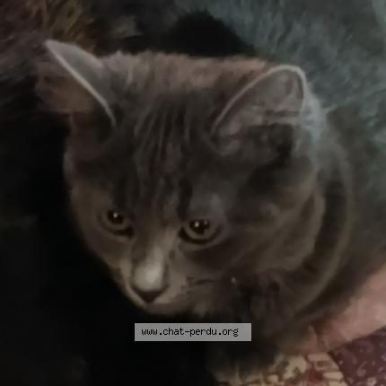 Photo 1/1 Boulette Chat perdu à Bas en basset