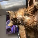 Photo de chat perdu à Chenee