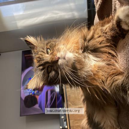 Photo 1/1 Geisha Chat perdu à Chenee