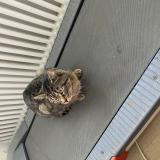 Photo de chat trouvé à Valentigney