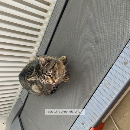 Photo 1/1 Chat trouvé Trouvé à Valentigney