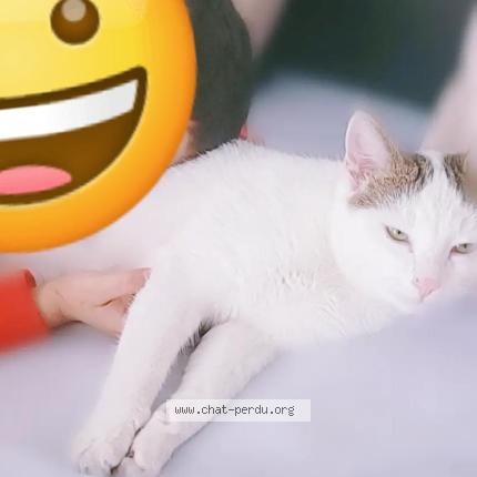 Photo 1/1 Chat retrouvé Perdu à Riorges