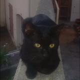 Photo de chat perdu à Montelimar