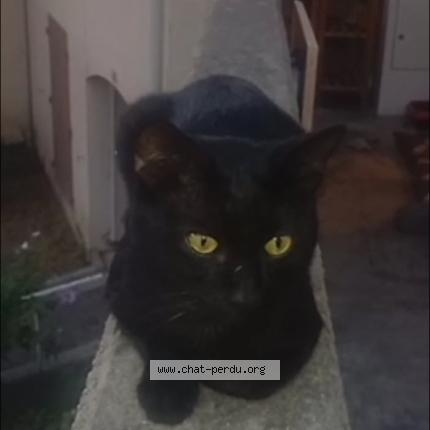 Photo 1/1 Shiory Chat perdu à Montelimar