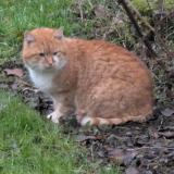 Photo de chat trouvé à Warken