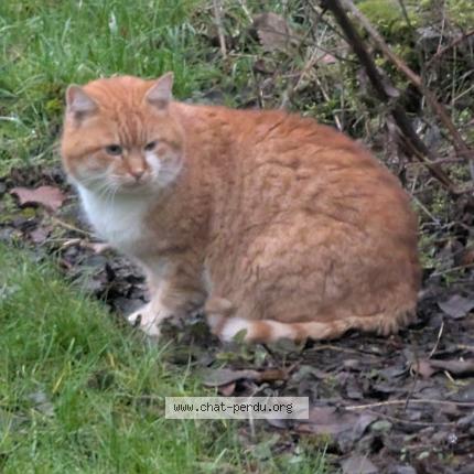 Photo 1/1 Chat trouvé Trouvé à Warken