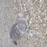 Photo de chat trouvé à Blois