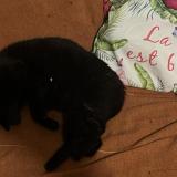 Photo de chat perdu à Noumea