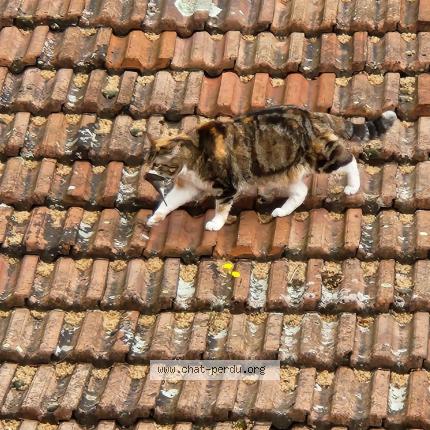 Photo 1/1 INOUE Chat perdu à Valence