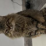 Photo de chat perdu à Villenave D Ornon