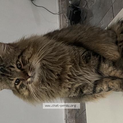 Photo 1/1 Ker haoui Chat perdu à Villenave d ornon