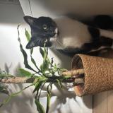 Photo de chat perdu à Amiens