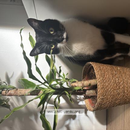 Photo 1/1 Luffy Chat perdu à Amiens