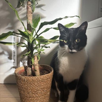 Photo 1/1 Luffy Chat perdu à Amiens