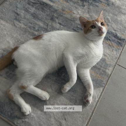 Photo 1/1 Nacho Chat perdu à Isabela