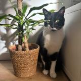 Photo de chat perdu à Amiens