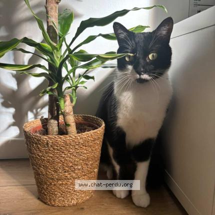 Photo 1/1 Luffy Chat perdu à Amiens