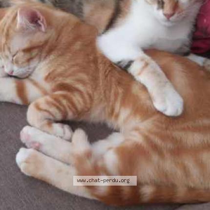 Photo 1/1 Chat retrouvé Perdu à Cherac