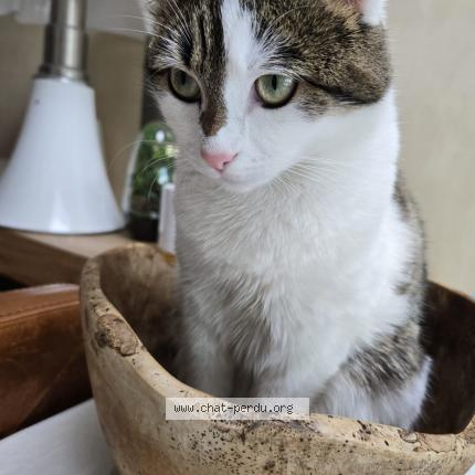 Photo 1/1 Chat retrouvé Perdu à Croix