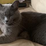 Photo de chat perdu à Montpellier