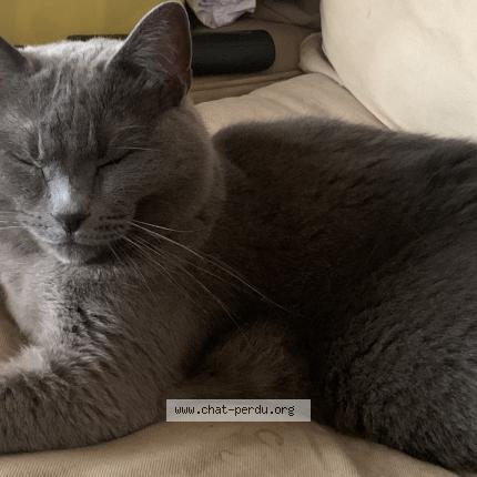 Photo 1/1 Kirsty Snaith Chat perdu à Montpellier