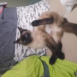 Photo de chat perdu à Venissieux