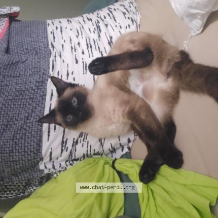 Photo 1/1 Kiwi Chat perdu à Venissieux