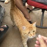 Photo de chat perdu à Auburn