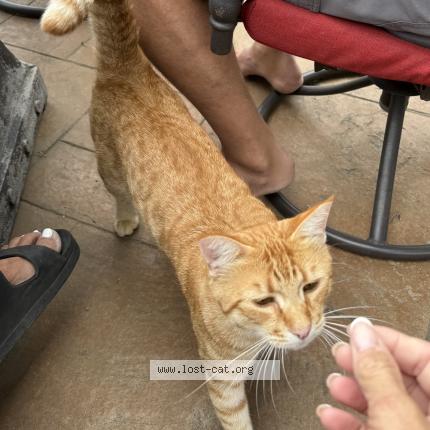 Photo 1/1 Zuth Chat perdu à Auburn