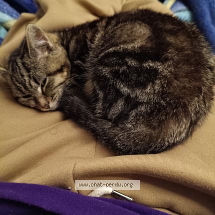 Photo 1/1 Hachi Chat perdu à Montigny les cormeilles