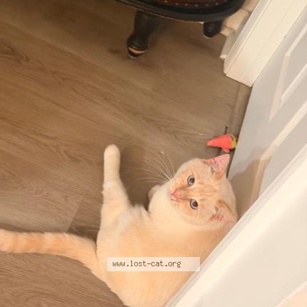 Photo 1/1 Tsuki Chat perdu à Fort lauderdale