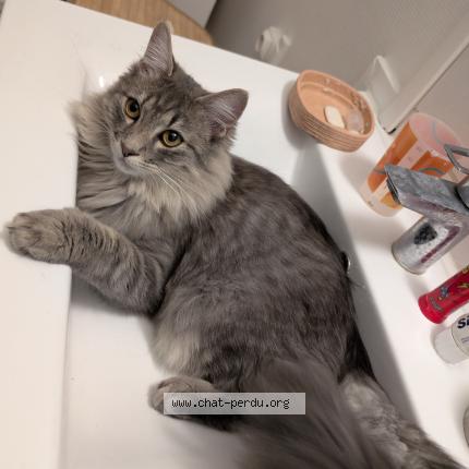 Photo 1/1 Chat retrouvé Perdu à Caluire et cuire