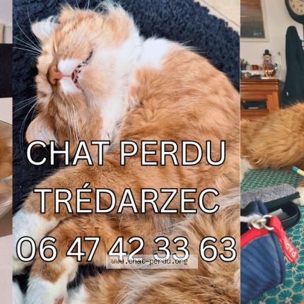 Photo 1/1 Chat retrouvé Perdu à Tredarzec