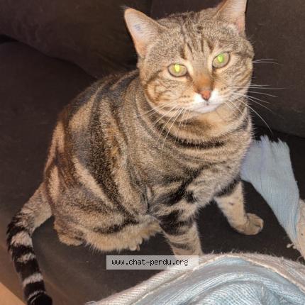 Photo 1/1 Octavia Chat perdu à Rignac