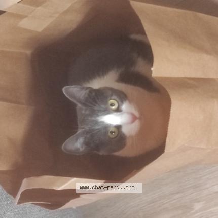 Photo 1/1 Uska Chat perdu à Nantes