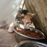 Photo de chat trouvé à Ille Sur Tet