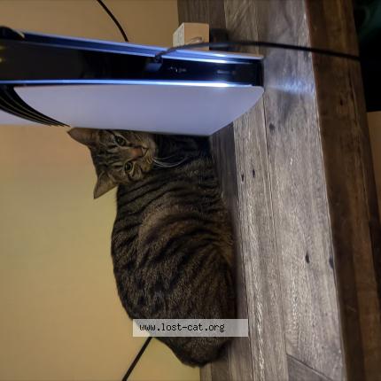 Photo 1/1 Luna Chat perdu à Lehi