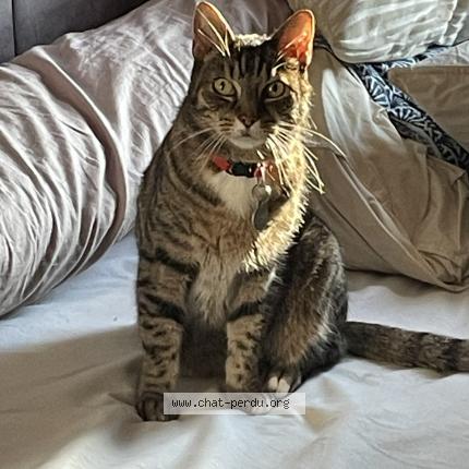 Photo 1/1 Maki Chat perdu à Rouen