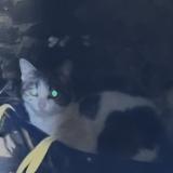 Photo de chat trouvé à Combourg