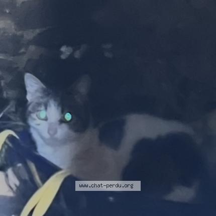 Photo 1/1 Chat trouvé Trouvé à Combourg