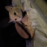 Photo de chat perdu à Las Vegas