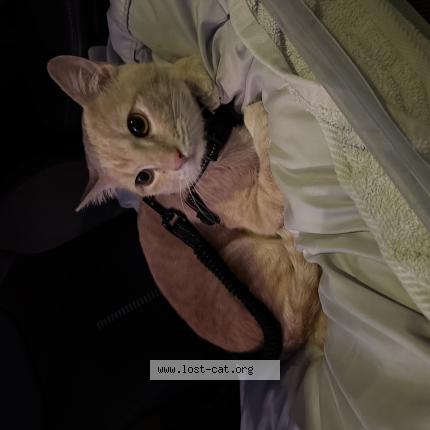 Photo 1/1 Napoleon Chat perdu à Las vegas