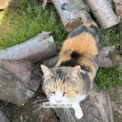Photo 1/1 Billie Chat perdu à Modesto