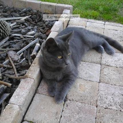 Photo 1/1 Chat retrouvé Perdu à Geste beaupreau en mauges