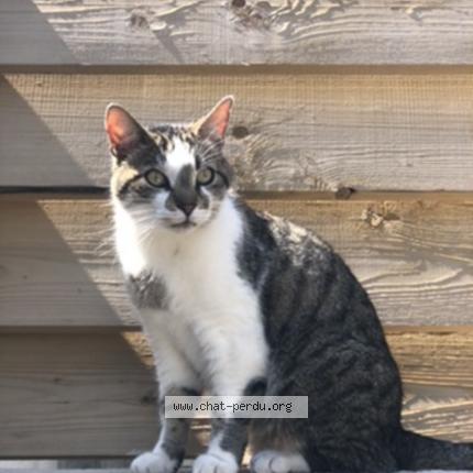 Photo 1/1 Boudah Chat perdu à Carcassonne