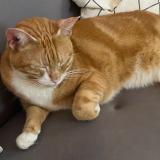 Photo de chat trouvé à Saint Ouen