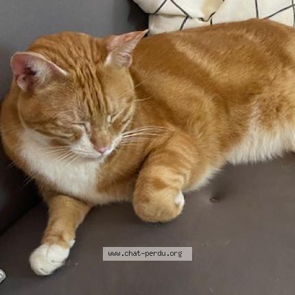Photo 1/1 Chat trouvé Trouvé à Saint ouen